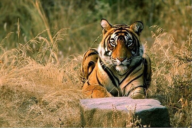 08 Days Golden Triangle Tour with Ranthambore and Jhalana Safari - Key takeaways before you go