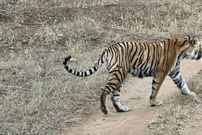 08 Days Golden Triangle Tour with Ranthambore and Jhalana Safari - Should you book this Golden Triangle with Ranthambore and Jhalana?