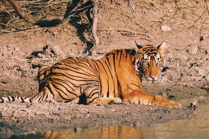 08 Days Golden Triangle Tour with Ranthambore and Jhalana Safari - Day-by-day flow: what each part feels like