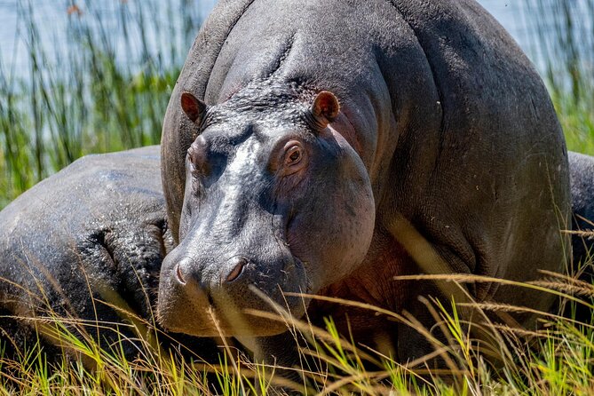 1 Day Safari to Akagera national park-Big5 Safari - Key things that make this Akagera day safari work