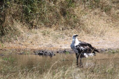 1 Day Safari to Akagera national park-Big5 Safari - The 5:00 am Kigali pickup and the drive rhythm