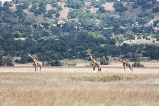 1 Day Safari to Akagera national park-Big5 Safari - What to pack and wear for Akagera heat and bugs