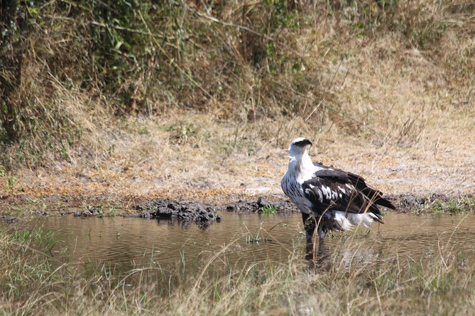 1 Day Safari to Akagera national park-Big5 Safari - The 5:00 am Kigali pickup and the drive rhythm