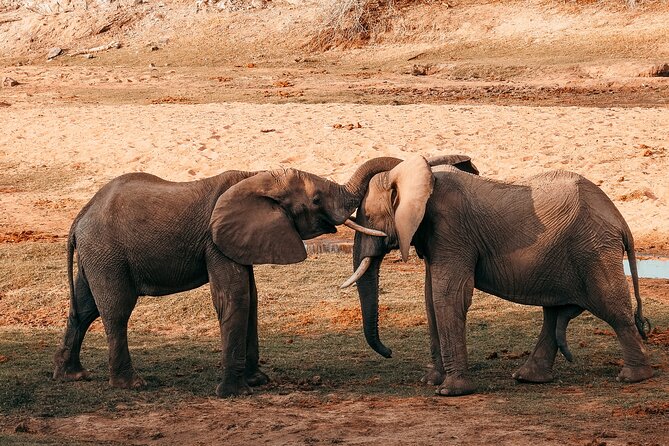 1-Day Selous (Nyerere National Park) Fly-In Safari from Zanzibar - Key Points Before You Go