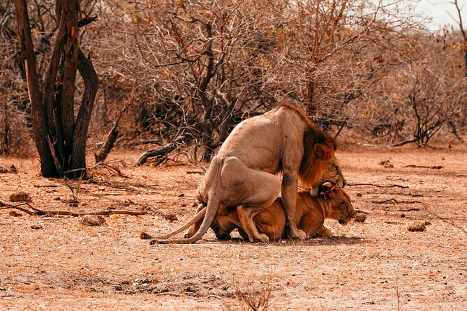1-Day Selous (Nyerere National Park) Fly-In Safari from Zanzibar - Why This Fly-In Safari Works When Time Is Tight