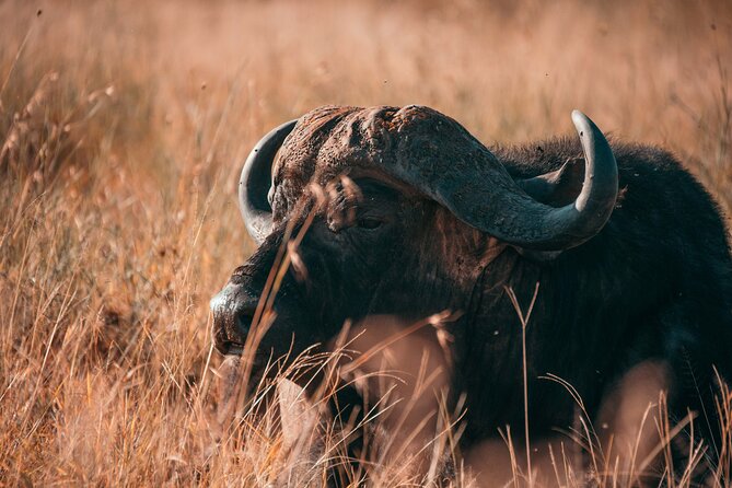 1-Day Selous (Nyerere National Park) Fly-In Safari from Zanzibar - Game Drive in Nyerere: What You’re Actually Hunting For