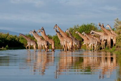 1-Day Selous (Nyerere National Park) Fly-In Safari from Zanzibar - The Day’s Flow: Sunrise Flights, Fast Ground Time, Sunset Back to Zanzibar