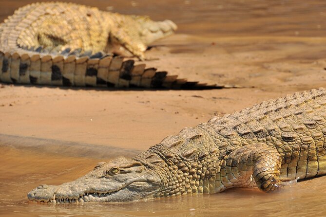 1-Day Selous (Nyerere National Park) Fly-In Safari from Zanzibar - Price and Value: What $550 Covers (and Why It’s Not Just a Ticket)