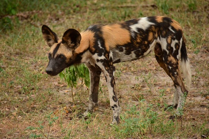 1-Day Selous (Nyerere National Park) Fly-In Safari from Zanzibar - Who This Safari Fits Best (And Who Should Skip It)