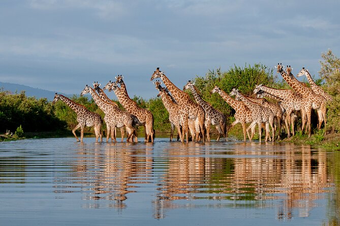 1-Day Selous (Nyerere National Park) Fly-In Safari from Zanzibar - The Day’s Flow: Sunrise Flights, Fast Ground Time, Sunset Back to Zanzibar
