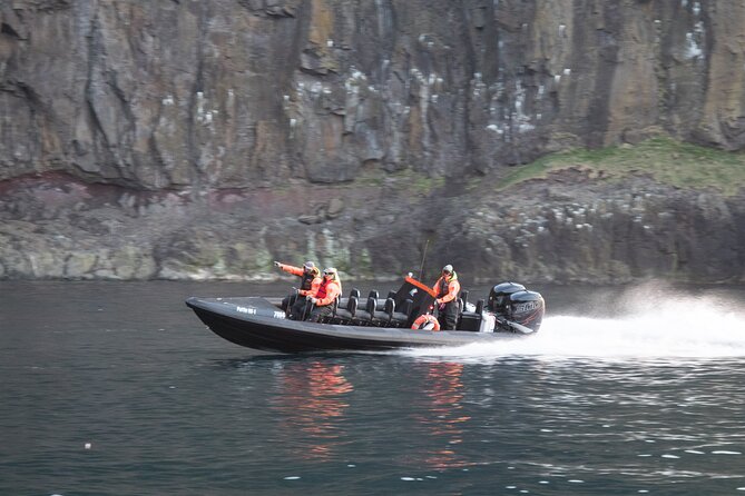 1 Hour Iceland Nature and Wildlife RIB Small Group Guided Safari - The 1-Hour Itinerary Pace: Fast Fun With Real Wildlife Time