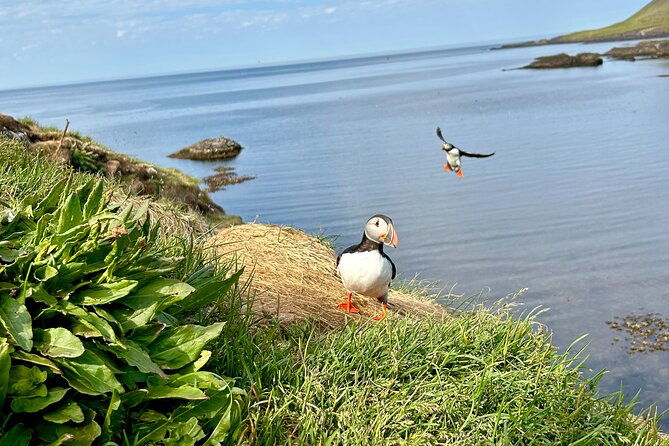 1 Hour Iceland Nature and Wildlife RIB Small Group Guided Safari - Price and Value: Is $160 Worth One Hour?