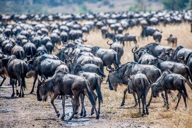 10-Day Serengeti Wildebeest Migration Safari from Arusha - Arusha start: your safari boots hit the ground fast