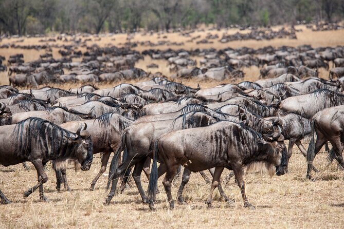 10-Day Serengeti Wildebeest Migration Safari from Arusha - Tarangire (Day 9): elephant country and a calmer pace