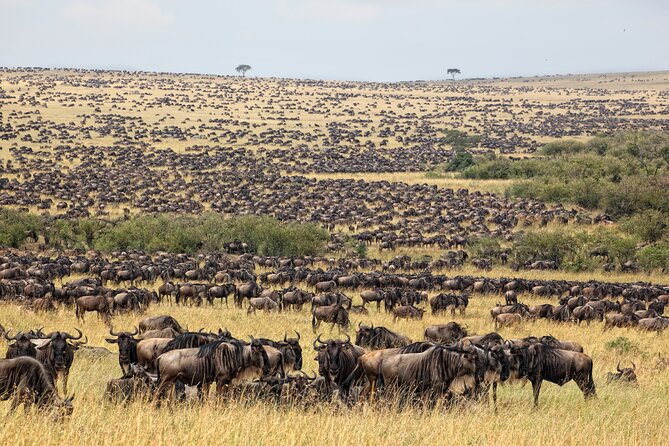 10-Day Serengeti Wildebeest Migration Safari from Arusha - Arusha finish (Day 10): wrap up and fly onward