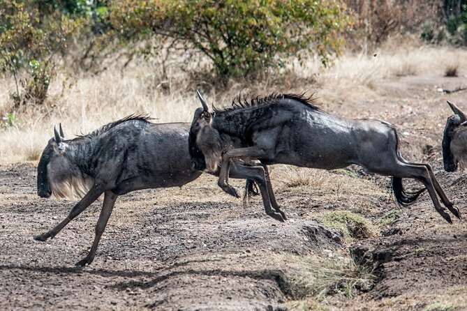 10-Day Serengeti Wildebeest Migration Safari from Arusha - Price and logistics: does $5,512.83 make sense?