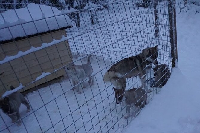 10 km Authentic Husky Safari in the Taiga Forest – Family Kennel - Rovaniemi Pickup and the Long Winter Transfer