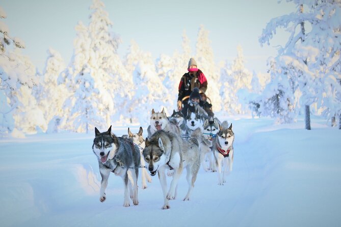 10 km Authentic Husky Safari in the Taiga Forest – Family Kennel - The 10 km Taiga Safari: What the Ride Feels Like