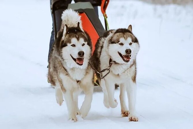10 km Authentic Husky Safari in the Taiga Forest – Family Kennel - What You’re Really Buying With the Price