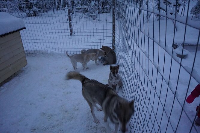 10 km Authentic Husky Safari in the Taiga Forest – Family Kennel - Safety Briefing: How You Actually Control a Sled