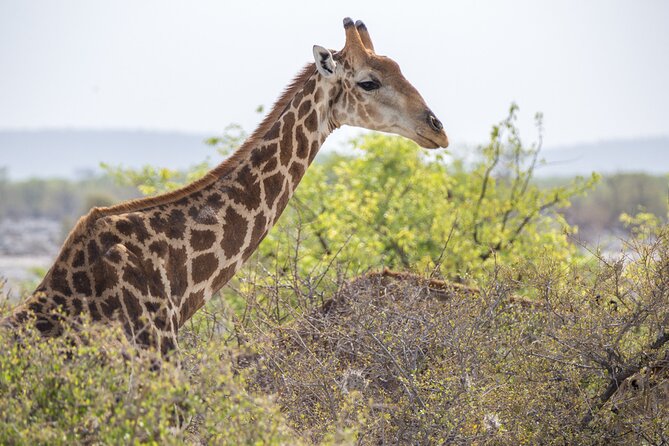 12 Day Classic Namibia Camping Safari - Otjikandero Himba Orphan Village and Palmwag: culture and desert elephants