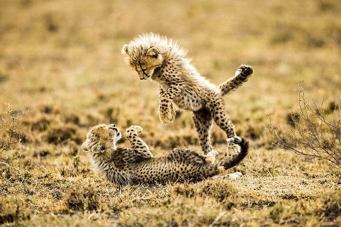 12 Days Best Of Kenya and Tanzania Safari - Luxury - Crossing Into Tanzania: Border Checks and a Vehicle Swap