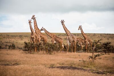 12 Days Best Of Kenya and Tanzania Safari - Luxury - Maasai Mara: Migration-Focused Drives With Long Golden Hours