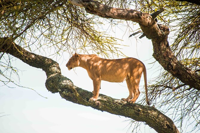 12 Days Best Of Kenya and Tanzania Safari - Luxury - Serengeti National Park: Wildlife Days Built Around Your Time