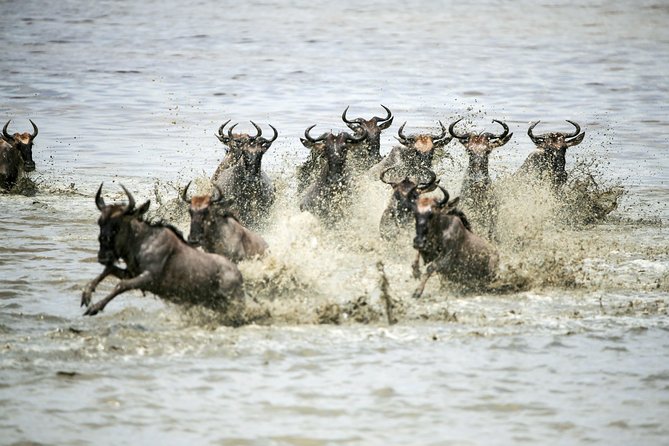 12 Days Best Of Kenya and Tanzania Safari - Luxury - Ngorongoro Crater: Crater Rim Views and a Floor Game Drive