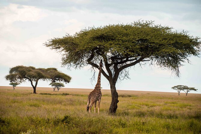 12 Days Best Of Kenya and Tanzania Safari - Luxury - Luxury Lodges, Included Meals, and the Pace You’re Paying For
