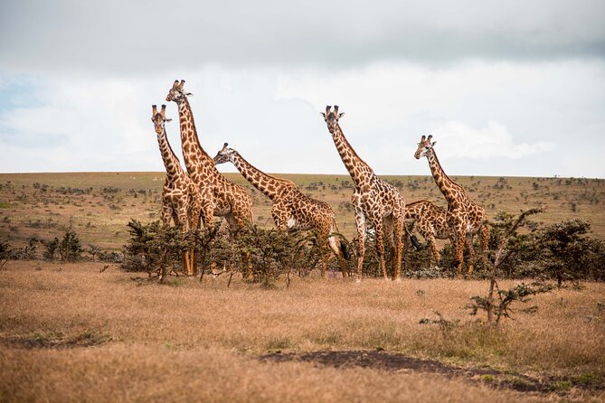 12 Days Best Of Kenya and Tanzania Safari - Luxury - Maasai Mara: Migration-Focused Drives With Long Golden Hours