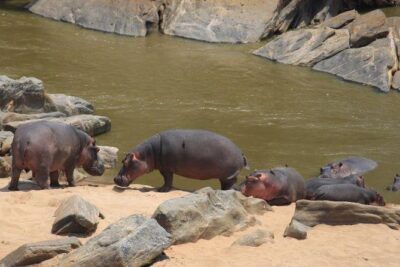12 Days Kenya and Tanzania Budget Private Safari from Nairobi - Nairobi-to-Naivasha: Rift Valley viewpoints, Hell’s Gate, and a boat hour