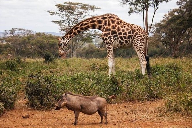 12 Days Kenya and Tanzania Budget Private Safari from Nairobi - Mara River day: game-drive focus plus a Maasai village visit