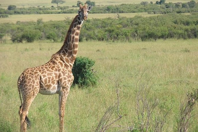 12 Days Kenya and Tanzania Budget Private Safari from Nairobi - Ngorongoro crater rim night: early starts, viewpoints, and big-game density