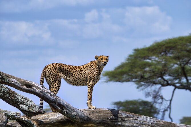 12 days Luxury Tanzania Honeymoon Safari and Zanzibar - Lake Manyara: flamingos, birds, and possible tree-lounging lions
