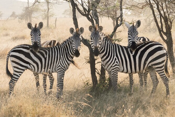 12 days Luxury Tanzania Honeymoon Safari and Zanzibar - Serengeti for two full days: giving the migration time to show up