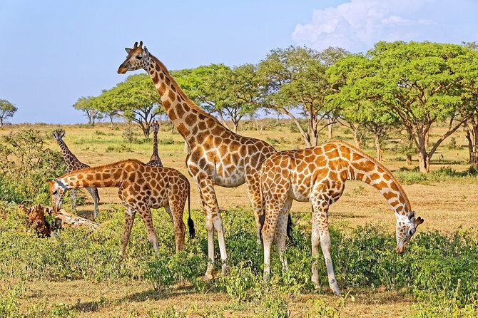 15-Day Gorilla and chimps Trekking, Big 5 and Nature Sighting Safari - Kampala to the Wild: how this 15-day route really works
