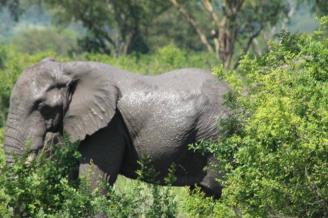 15-Day Gorilla and chimps Trekking, Big 5 and Nature Sighting Safari - Mabamba Swamp shoebills: Lake Victoria’s birding side