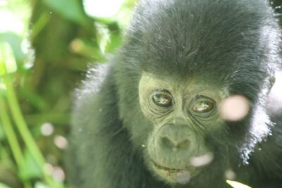 15-Day Gorilla and chimps Trekking, Big 5 and Nature Sighting Safari - Entebbe arrival and your first night rhythm in Kampala