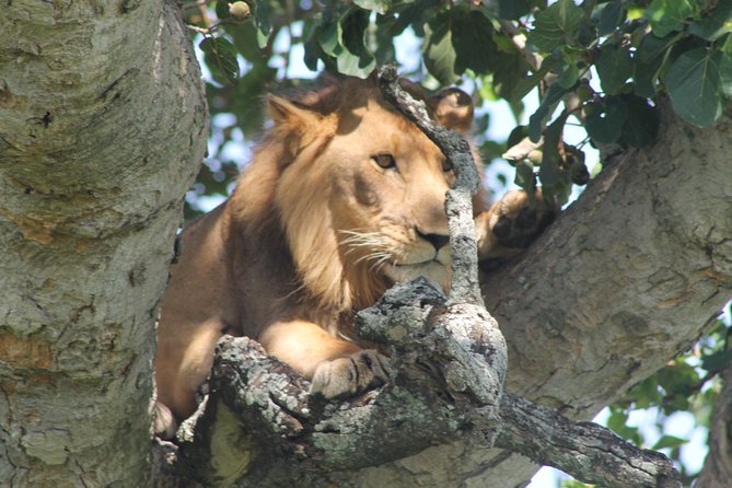 15-Day Gorilla and chimps Trekking, Big 5 and Nature Sighting Safari - Morning lions and the boat to the falls