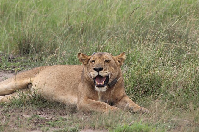 15-Day Gorilla and chimps Trekking, Big 5 and Nature Sighting Safari - Top of the World hike: cool air, big views, real effort