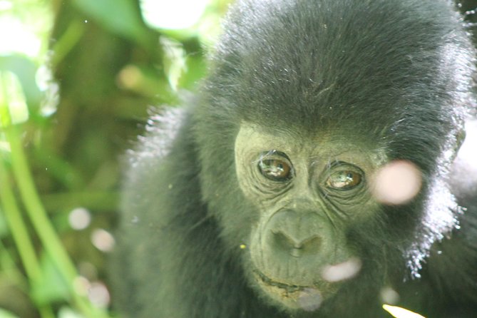15-Day Gorilla and chimps Trekking, Big 5 and Nature Sighting Safari - Entebbe arrival and your first night rhythm in Kampala