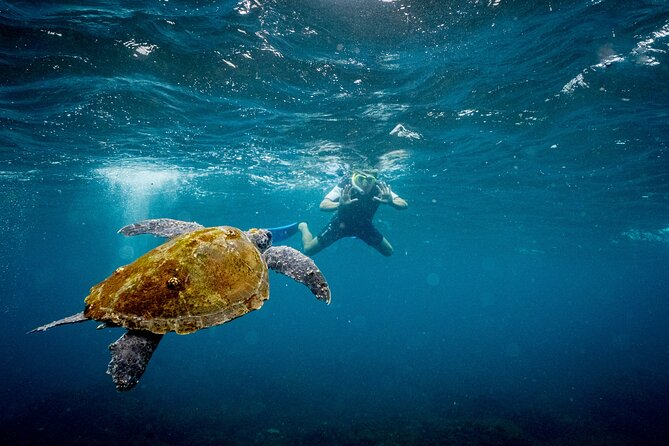 1hr Jet Ski Safari - Main Beach Meeting Point: The 30-Minute Rule Is Part of the Tour