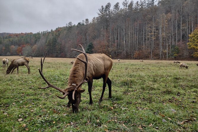 2.5-3 hour Smoky Mountain Cherokee Blue Ridge Parkway Safari tour - Open-Air Jeep Time and the 30-Mile Mile-High Views