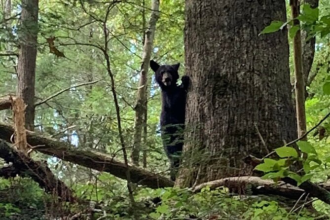 2.5-3 hour Smoky Mountain Cherokee Blue Ridge Parkway Safari tour - Value Check: Is $99.99 Worth It for 2.5–3 Hours?