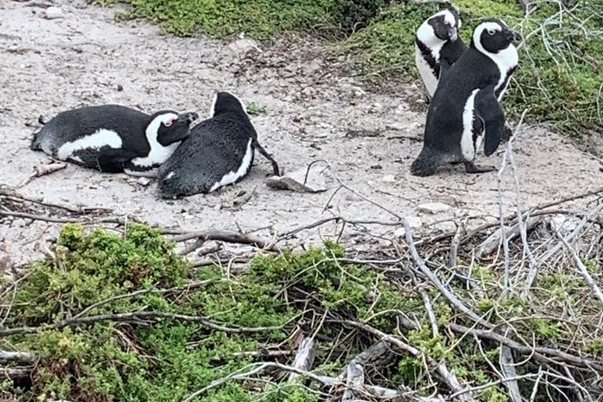 2 Day Safari Experience from Cape Town - Quick hits before you go
