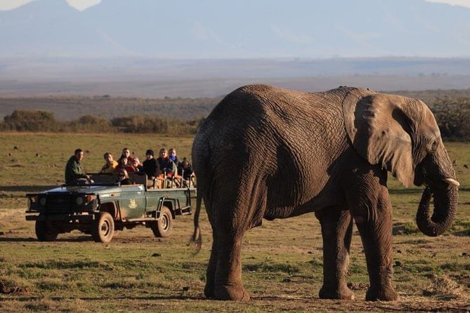 2 Day Safari Experience from Cape Town - Garden Route Game Lodge: your base for two ranger-led drives