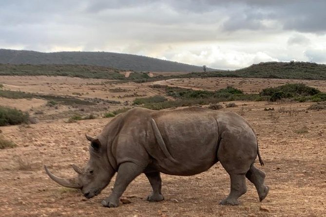 2 Day Safari Experience from Cape Town - What the game drives feel like once you’re there