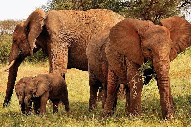 2-Day Safari in Taita Hills from Mombasa - Key highlights worth planning for