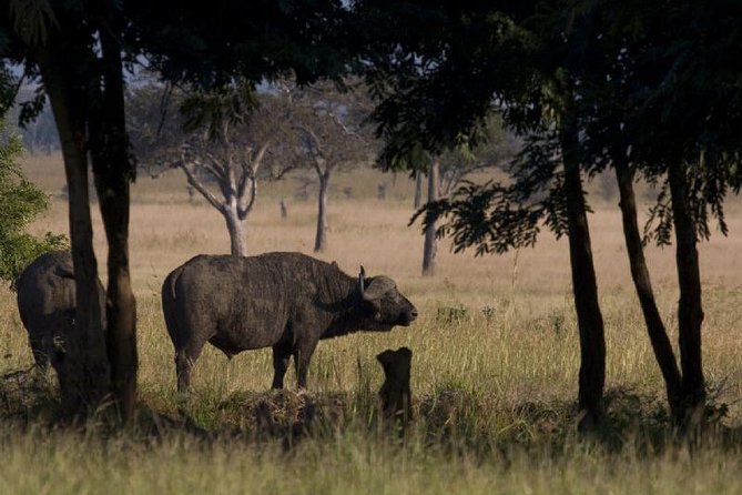 2 Day safari to Mikumi departure from Zanzibar - Key reasons this Zanzibar-to-Mikumi safari works